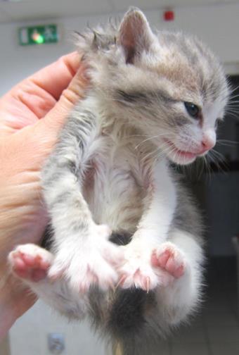 Test de portage positif chez le chaton, à Metz (Moselle, 57)